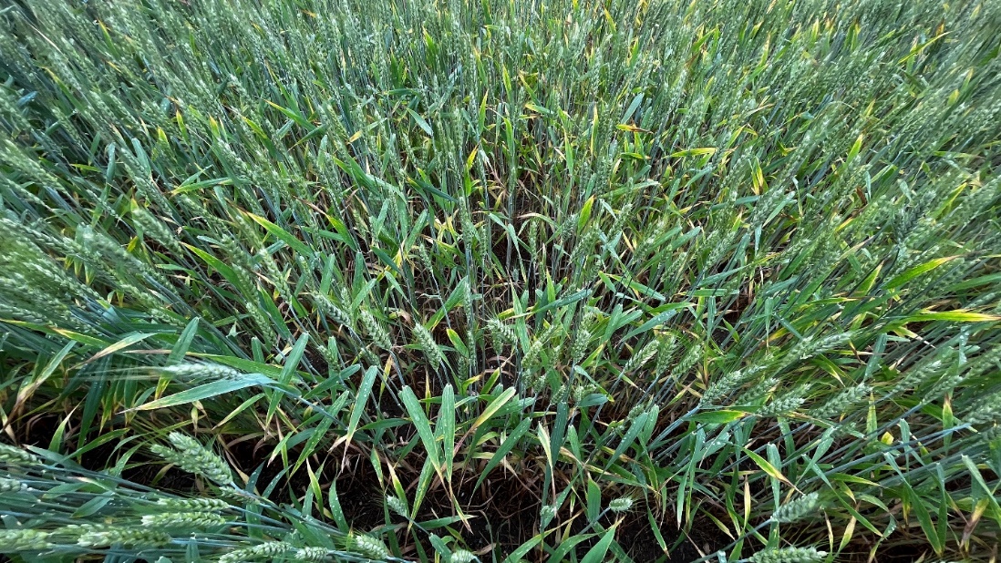 Symptoms resembling foliar disease found in two wheat fields in St. Joseph and Kalamazoo counties earlier this week.